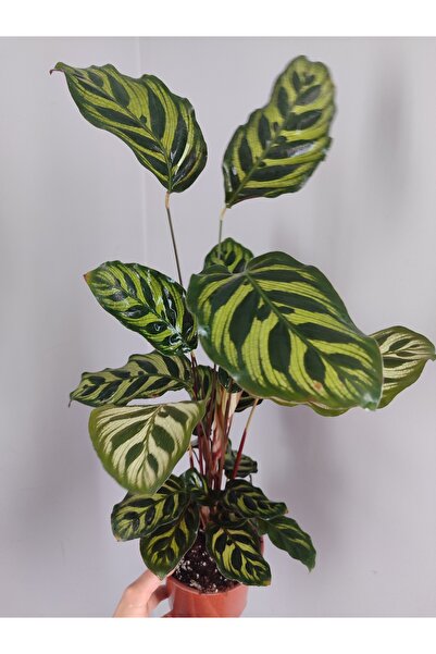 Atlas Flora Garden Dua çiçeğ yeşil-calathea peacock