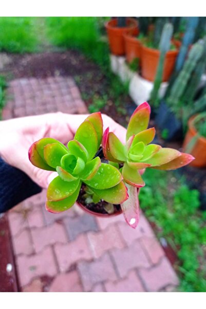 cantropikal Crassula Campfire. Kamp Ateşi Güneşte ve kışın Kızarır - 5.5 .cm....