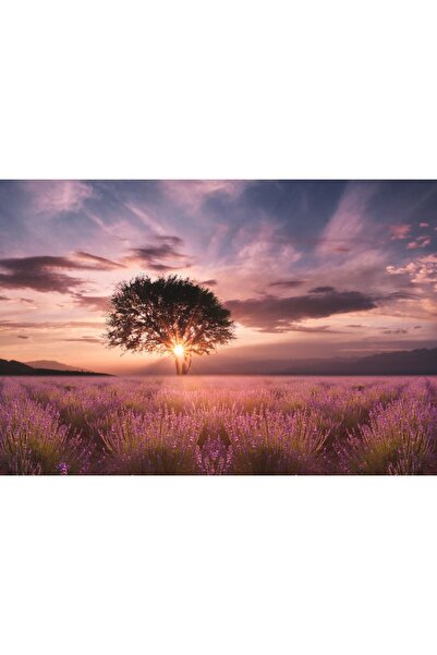 Zumzeria Tablou Canvas Amazing Lavender Field At Sunset, 80x50cm, tabloucanva...