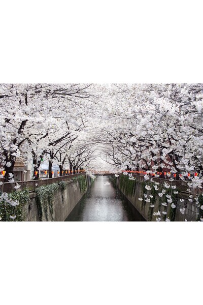 Zumzeria Tablou Canvas Cherry Blossom In Japan, 80x50cm, tabloucanvas797,