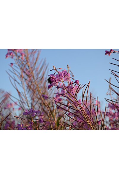 Zumzeria Платно Tablou Розови диви летни цветя и пчела, 80x50 см, tabloucanva...