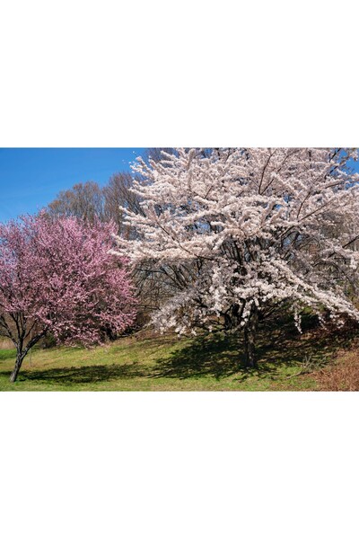 Zumzeria Tablou Canvas Frumosii Cireși în Flori, 80x50cm, tabloucanvas1286,