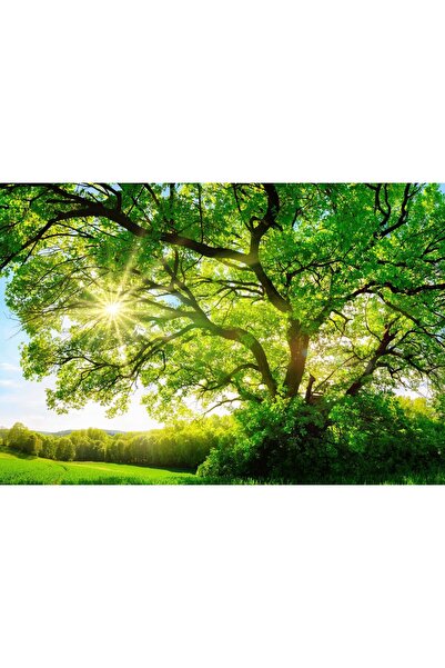 Zumzeria Tablou pânză Lumina soarelui prin crengile copacilor mari, 80x50cm, ...