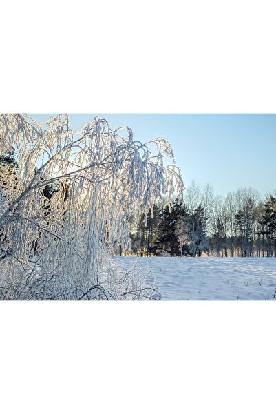 Zumzeria Таблу платно Студен зимен пейзаж със замръзнали клони, 80x50 см, tab...