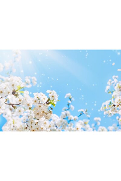 Zumzeria Tablou Canvas Blossoming Cherry Under The Blue Sky, 80x50cm, tablouc...