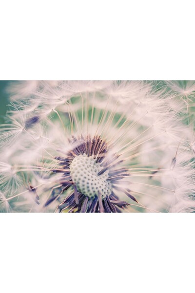 Zumzeria Pictură pe pânză Păpădie delicată, 80x50cm, canvaspainting1185,