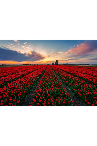 Zumzeria Pictură pe pânză Câmpuri splendide de lalele în Europa, 80x50cm, can...