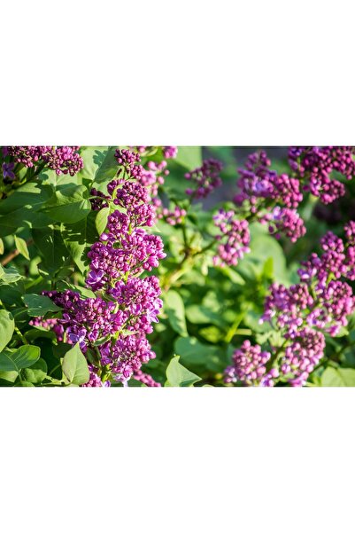 Zumzeria Pictură pe pânză Liliac frumos în grădină, 80x50cm, canvaspainting1186,