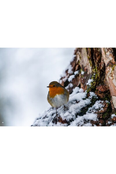 Zumzeria Tablou Canvas Small Robin Bird In The Snow, 80x50cm, tabloucanvas1263,
