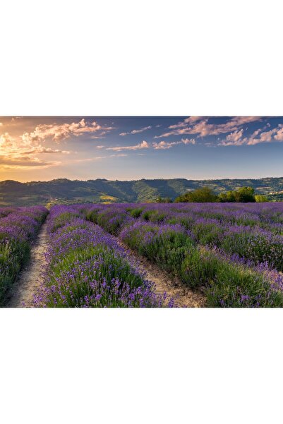 Zumzeria Pictură pe pânză Câmp de lavandă în Italia, 80x50cm, canvas597,