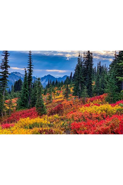 Zumzeria Tablou Canvas Colorful Forest, 80x50cm, tabloucanvas1130,