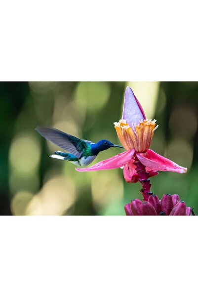 Zumzeria Tablou Canvas Culori minunate ale unei scene într-o pădure tropicală...