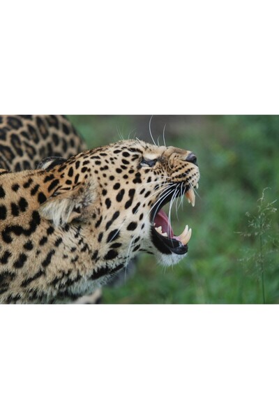 Zumzeria Tablou Canvas Portrait Of Beautiful Leopard, 80x50cm, tabloucanvas1127,