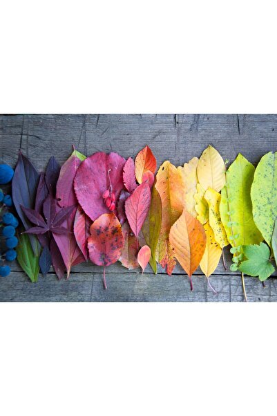 Zumzeria Pictură pe pânză Frunze colorate fascinante, 80x50cm, canvas50,
