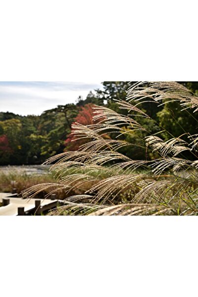 Zumzeria Tablou Canvas Cu Priveliște Frumoasă cu Iarbă Maro, 80x50cm, tablouc...