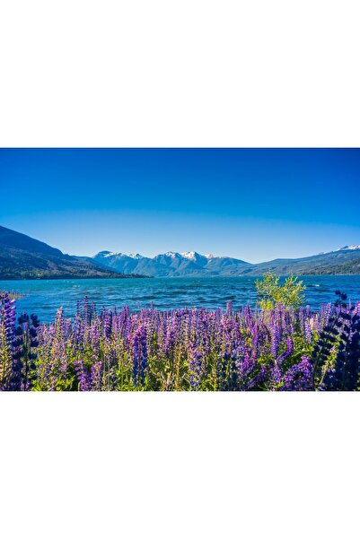 Zumzeria Pictură pe pânză cu lavandă și vedere la lac, 80x50cm, canvas225,