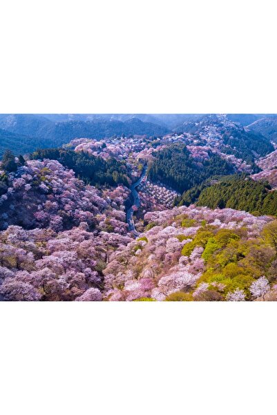 Zumzeria Tablou Canvas April Beauty Of Cherry Forest In Japan, 80x50cm, tablo...