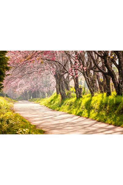 Zumzeria Таблоу платно Цъфнали дървета над пешеходната пътека в Япония, 80x50...