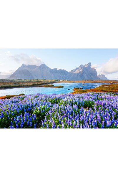Zumzeria Tablou Canvas Vedere superbă a câmpului de lupini înfloriți, 80x50cm...