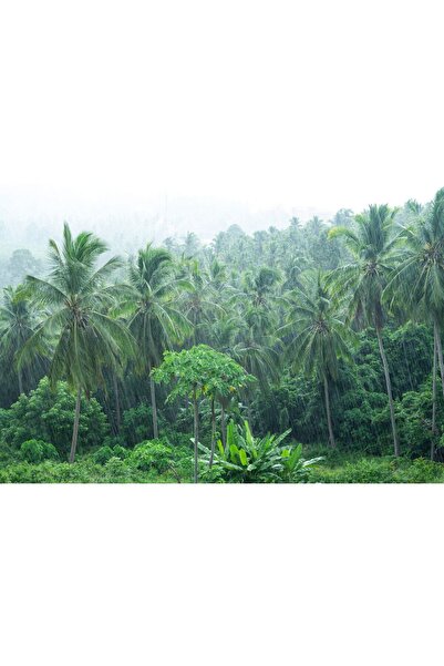 Zumzeria Pictură pe pânză Pădure tropicală, 80x50cm, canvas1170,