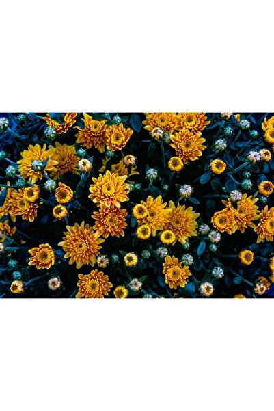 Zumzeria Pictură pe pânză Tufă de crizantemă portocalie, 80x50cm, canvaspaint...