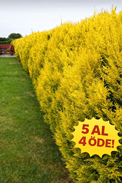 FİDANKÖY Altın leylandi Goldrider Çit yapımına uygun