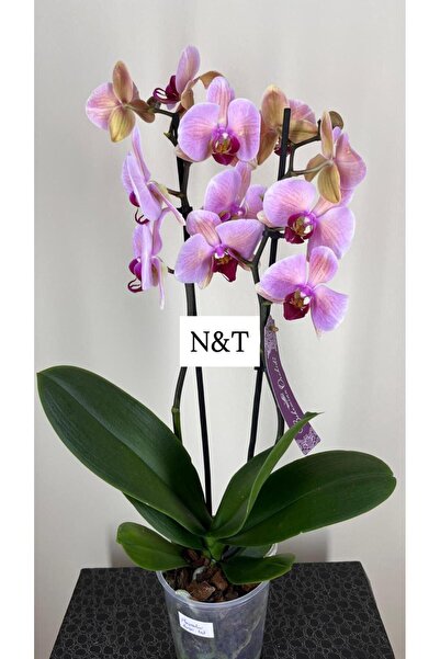 Bohemian Phalaenopsis İthal Çift Dal Orkide (N&T)