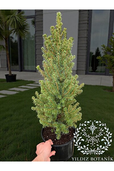 YILDIZ BOTANİK Yeşil Bodur Çam Ağacı Konik Ladin Fidanı Picea Glauca Conica 6...