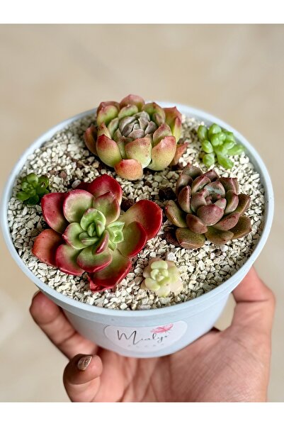 Mialys İthal Koleksiyonluk Sukulent Aranjmanı | 3’lü Rozet Tasarım ve Pıtırcı...