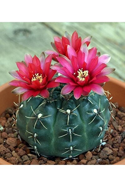 Toptan Kaktüs Gymnocalycium Baldianum Göz Alıcı Pembe Çiçekli Özel Tür Kaktüs