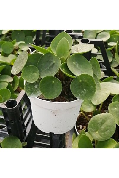 siyahgulcom Pilea Para Çiçeği 15 Cm
