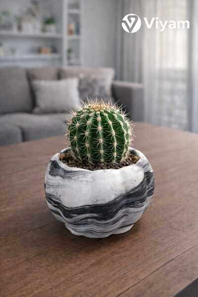 VİYAM Kabak Sukulent Ve Kaktüs Saksısı 3lü (ÇİÇEK DAHİL DEĞİLDİR)