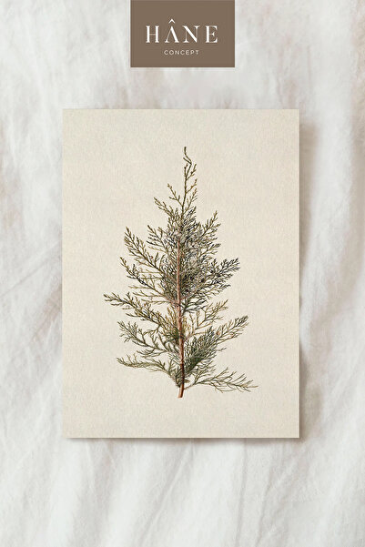 Hane Concept Vintage Bitki Poster – Doğa Temalı Minimal Botanik Duvar Sanat B...