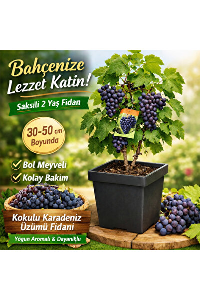 FİDANKÖY Kokulu karadeniz üzümü büyük saksılı