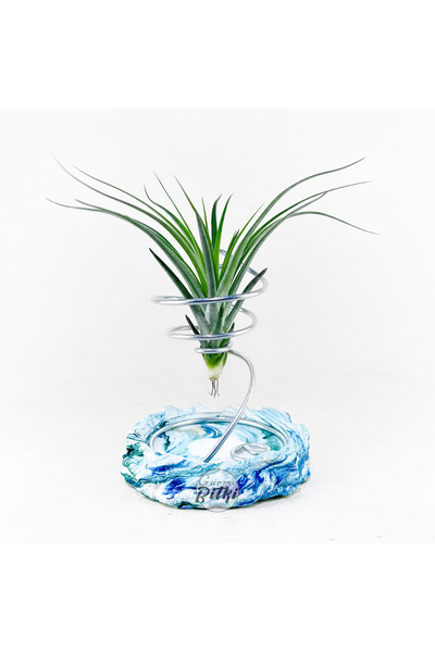 Gurme Bitki Tillandsia Stricta (S) El Yapımı Dekoratif Stand ile Hava Bitkisi...