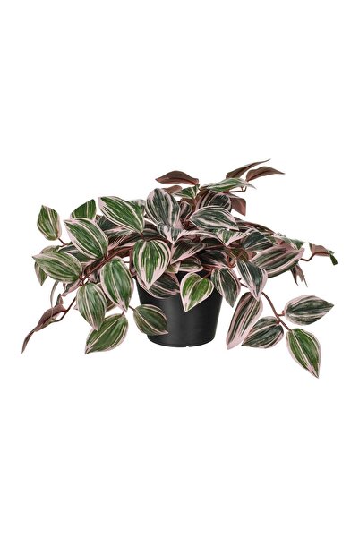 IKEA Fejka Plantă Artificială Verde 12 Cm Floare de Telegraf