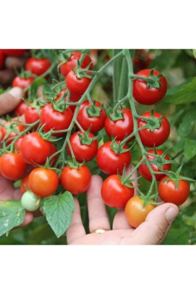 TABER 5 Adet Çeri Kiraz Domates Fidesi