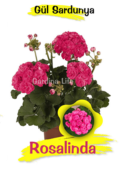 Gardina Rosalinda Gül Sardunya Çiçeği Fidesi Özel Tür (classic ) 1 Adet