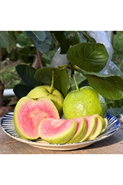 TABER Pembe Guava Fidanı (Pink Guava) - 50-70 cm Büyük Boy Tüplü Egzotik Meyve