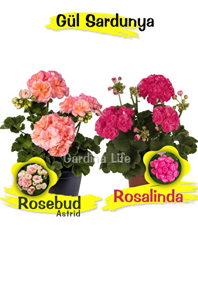 Gardina Gül Sardunya Fide Seti 2 Adet ( Özel Tür)