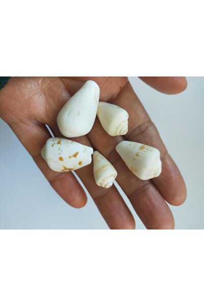 Hd Marketim Deniz Kabugu Doğal 1 Adet Hobi Akvaryum Dekorasyon Tasarım