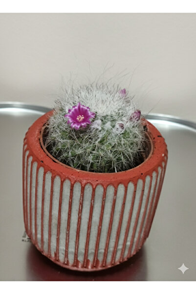 Green ☀️ Canlı Yeşil Dikenli Top Kaktüs (Gymnocalycium)