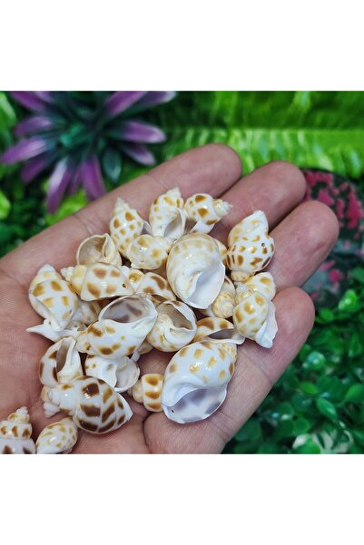 TAŞ UZMANI صدف حلزون البحر 15-20 مم