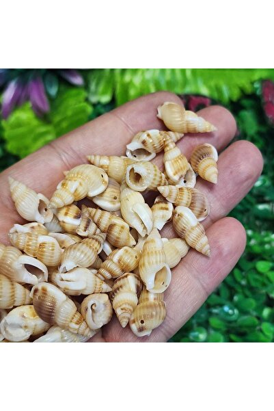 TAŞ UZMANI صدفة حلزون بحرية طبيعية 20 مم