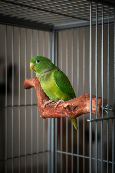 Alyones Doğal Ahşap Kuş Tüneği | 25 cm | Kuş Kafesi Aksesuarı | Güvenli ve Sa...