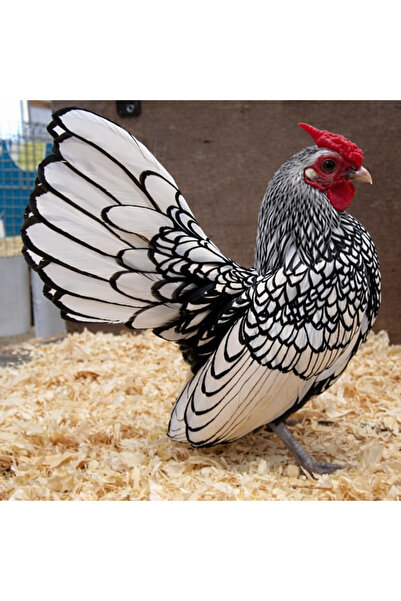 KARACAN SÜS TAVUKLARI VE YUMURTA 12 ADET GÜMÜŞ ZİBRİT(SİLVER SEBRİGHT) KULUÇK...