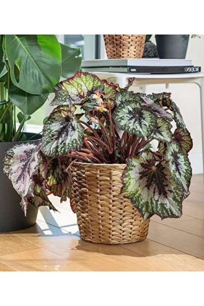 IKEA Bitki Çiçek Saksısı Yükseklik 21 Cm Dekoratif Derin Saksı Su Sümbülü Has...