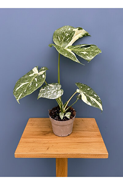 SUKULENTİSTANBUL Monstera Deliciosa VERİEGATA 40-50CM Albo Veriegata ( Deve T...