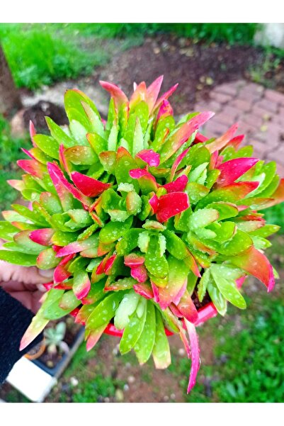 cantropikal Crassula Campfire. Kamp Ateşi Güneşte Kızarır - 15.cm. çaplı saks...