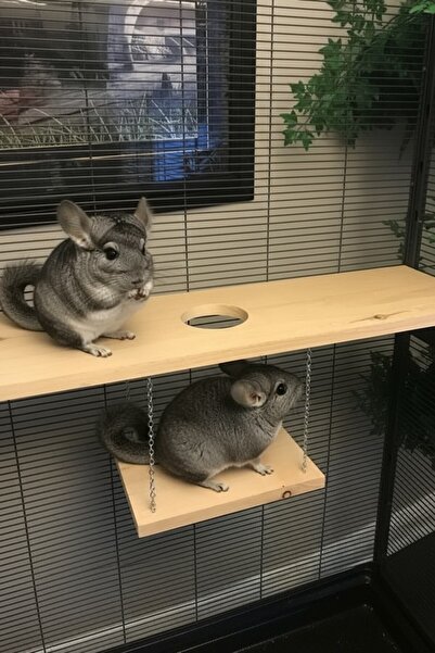 Alyones Kurutulmuş Çam Ahşap Chinchilla Platformu – 90 × 15 × 28 × 9, Montaj ...